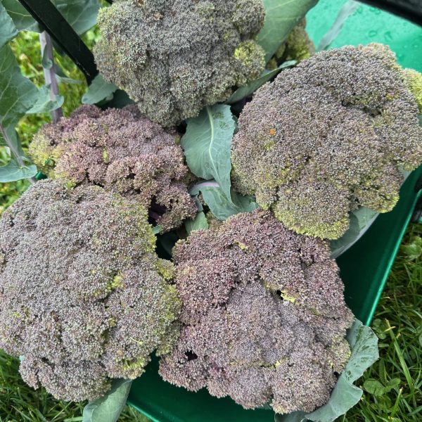 Broccoli, Purple Magic (2)
