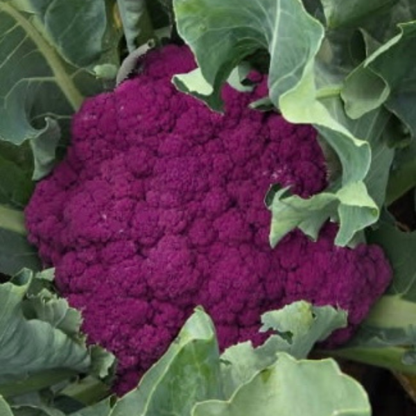 Cauliflower Murasaki Fioretto 70 F1 #2
