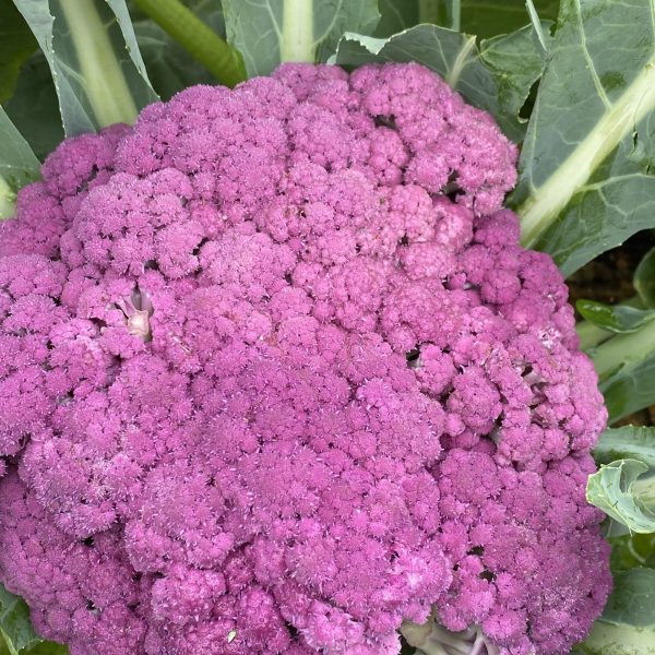 Cauliflower Murasaki Fioretto 70 F1 (3)