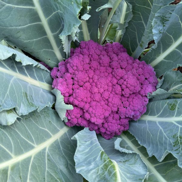 Cauliflower Murasaki Fioretto 70 F1(1)
