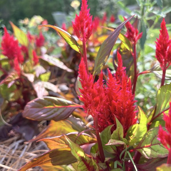 Celosia, Burning Embers (1)