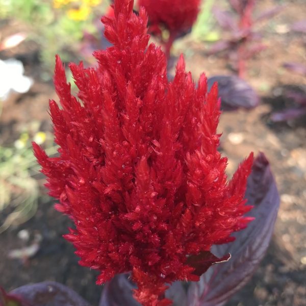Celosia, Burning Embers (2)