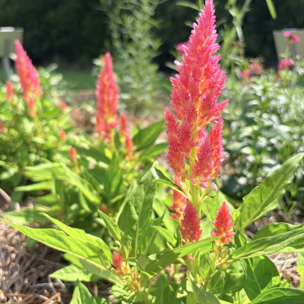Celosia, Flamma Pink