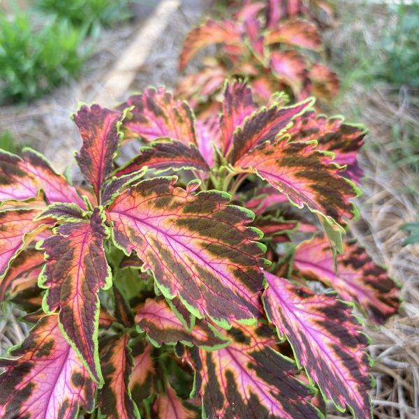 Coleus, Premuim Sun Coral Candy (1)