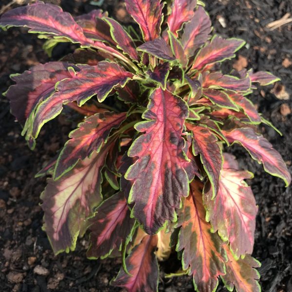 Coleus, Premuim Sun Coral Candy (2)