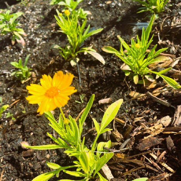 Coreopsis SunGlobe (1)