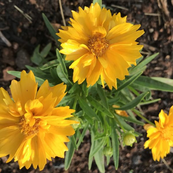 Coreopsis SunGlobe (2)