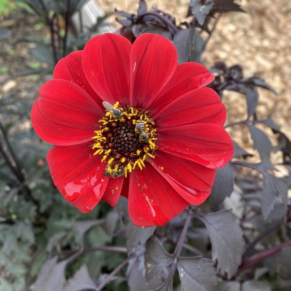 Dahlia, Black Forest Ruby (1)