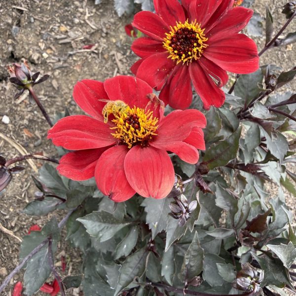 Dahlia, Black Forest Ruby (2)