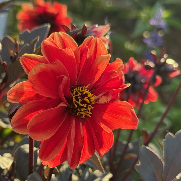 Dahlia, Black Forest Ruby (3)