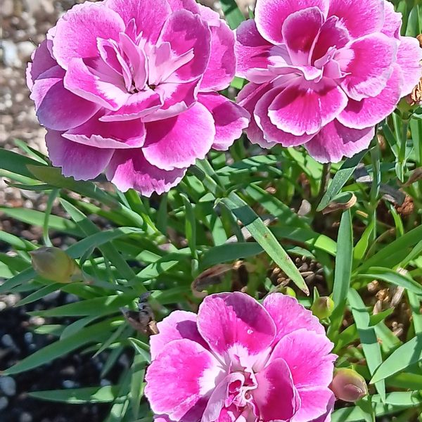 Dianthus Interspecific Capitán™ Magnifica