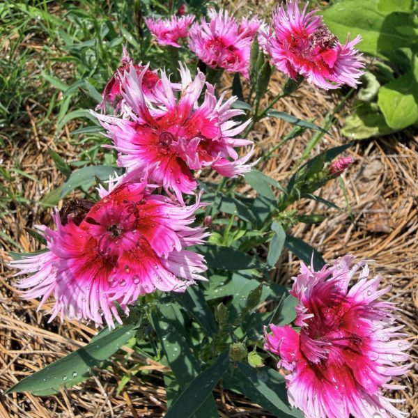 Dianthus, Supra Cherry Picotee F1 (1)