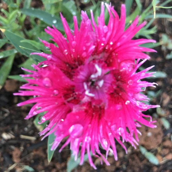 Dianthus, Supra Cherry Picotee F1 (2)