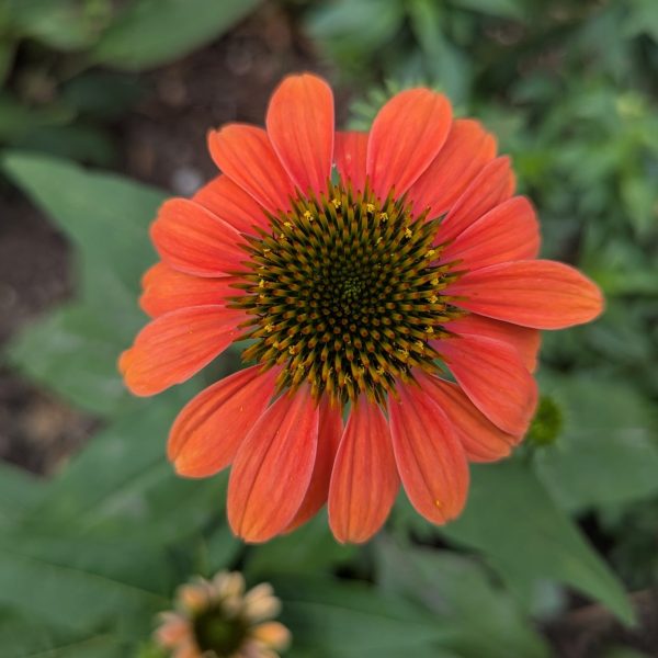 Echinacea Cheyenne Spirit