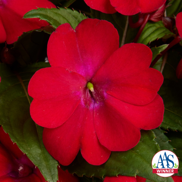 Impatiens Solarscape® XL Red Glow