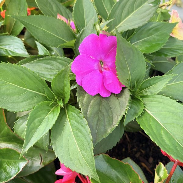 Impatiens interspecific Solarscape® XL Pink Jewel F1 (1)