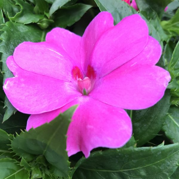 Impatiens interspecific Solarscape® XL Pink Jewel F1 (2)