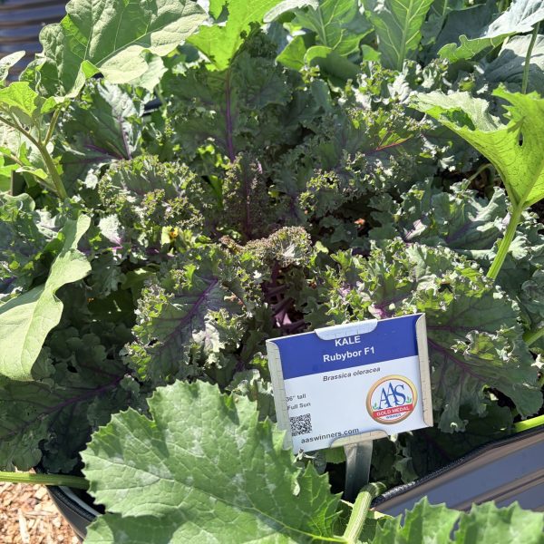 Kale, Rubybor F1 (1)