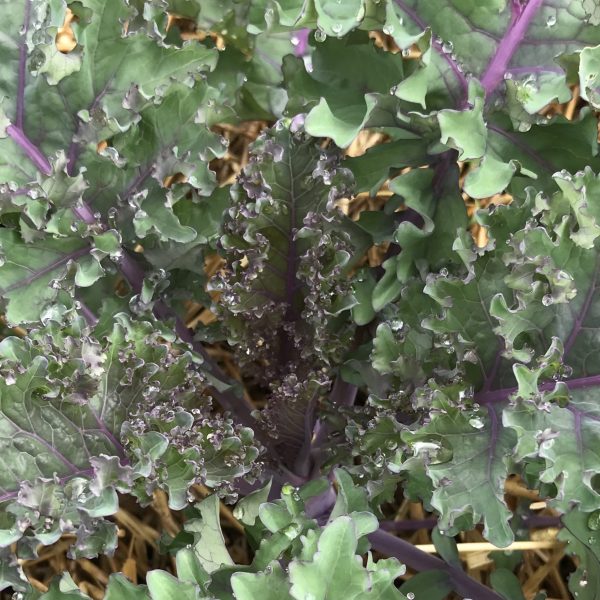 Kale, Rubybor F1 (2)