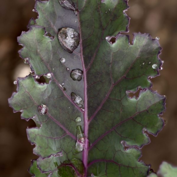 Kale, Rubybor F1 (3)