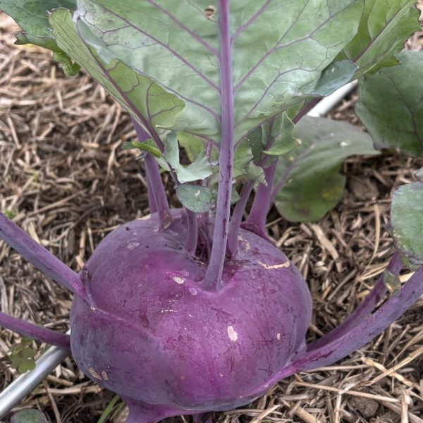 Kohlrabi, Konstance F1 (2)