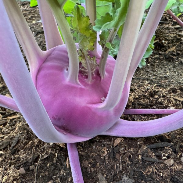 Kohlrabi, Konstance F1 (3)