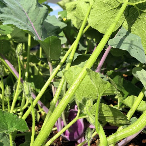 Kohlrabi, Konstance F1(1)