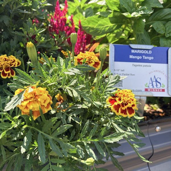 Marigold, Mango Tango (1)