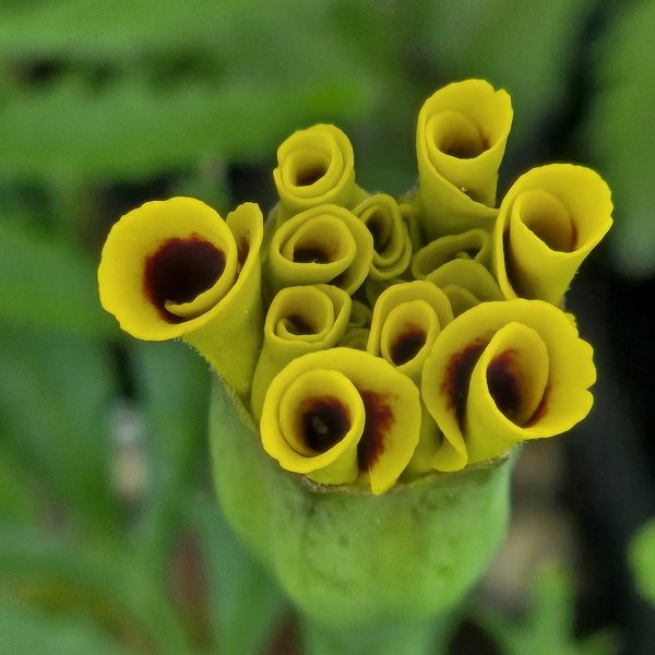Marigold, Mango Tango (2)