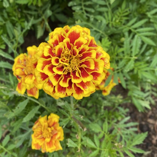 Marigold, Mango Tango (3)
