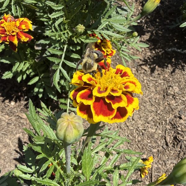 Marigold, Mango Tango (4)