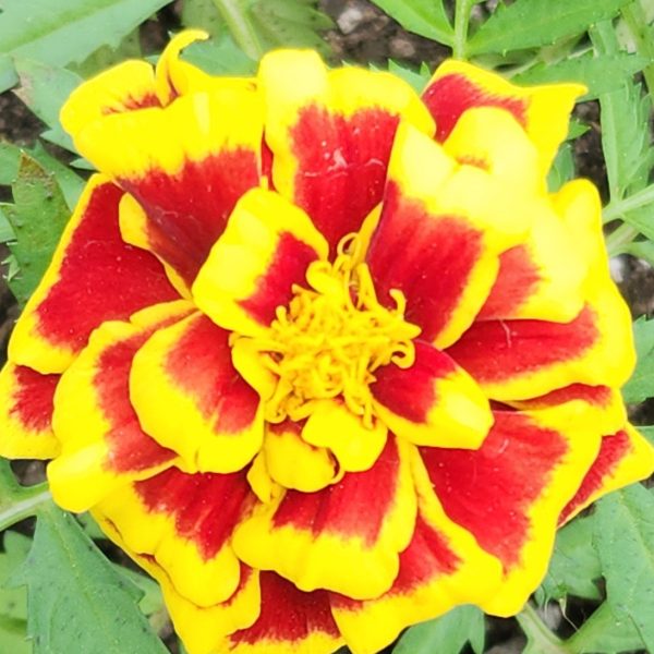 Marigold, Mango Tango (5)