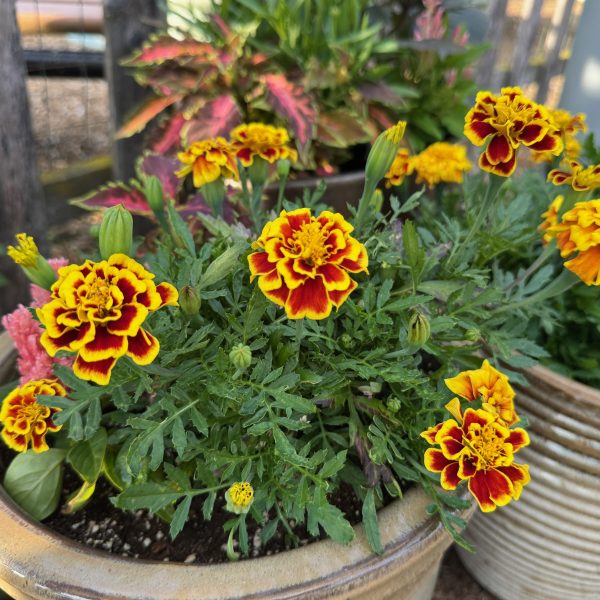 Marigold, Mango Tango (6)