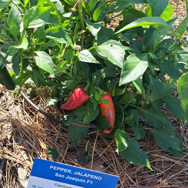 Pepper, Jalapeno San Joaquin F1