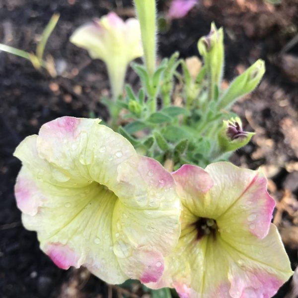 Petunia Shake™ Raspberry F1 (2)