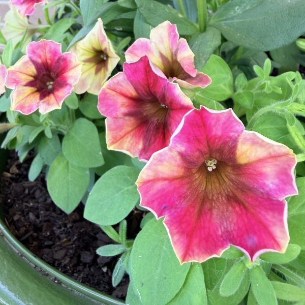 Petunia Shake™ Raspberry F1