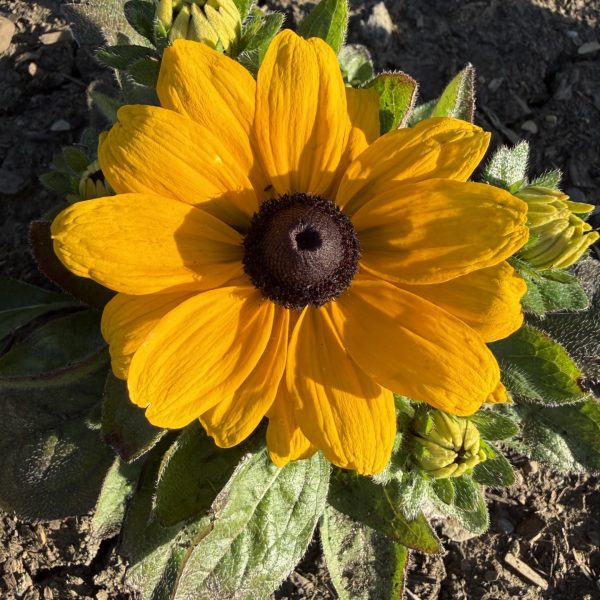 Rudbeckia Claire Orange F1