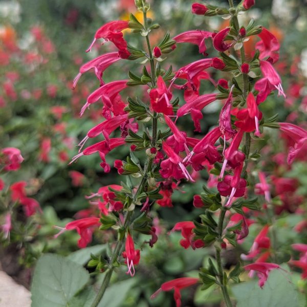 Salvia Summer Jewel™ Red