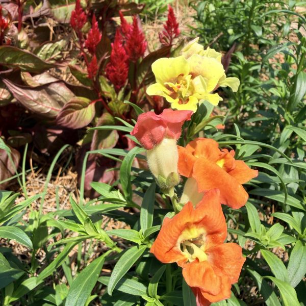 Snapdragon DoubleShot™ Orange Bicolor F1 (1)