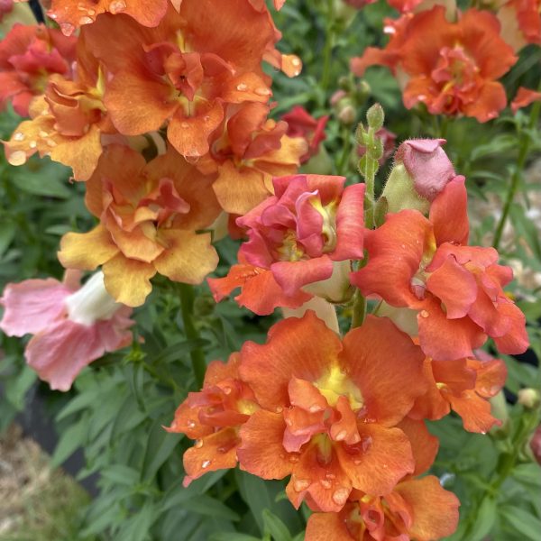 Snapdragon DoubleShot™ Orange Bicolor F1 (2)