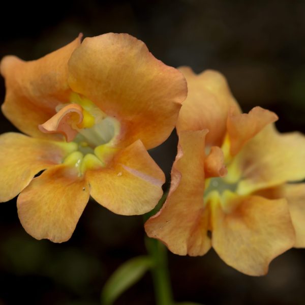 Snapdragon DoubleShot™ Orange Bicolor F1 (4)
