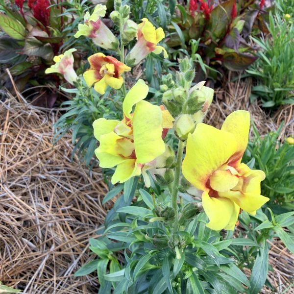 Snapdragon, DoubleShot™ Yellow Red Heart F1