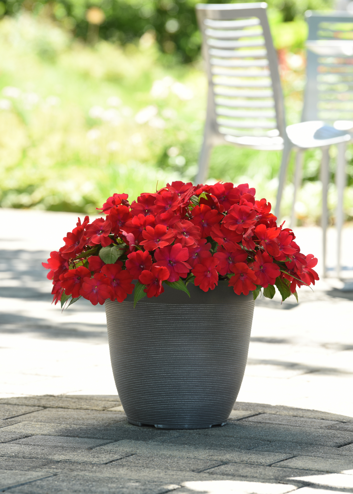Impatiens Solarscape® XL Red Glow