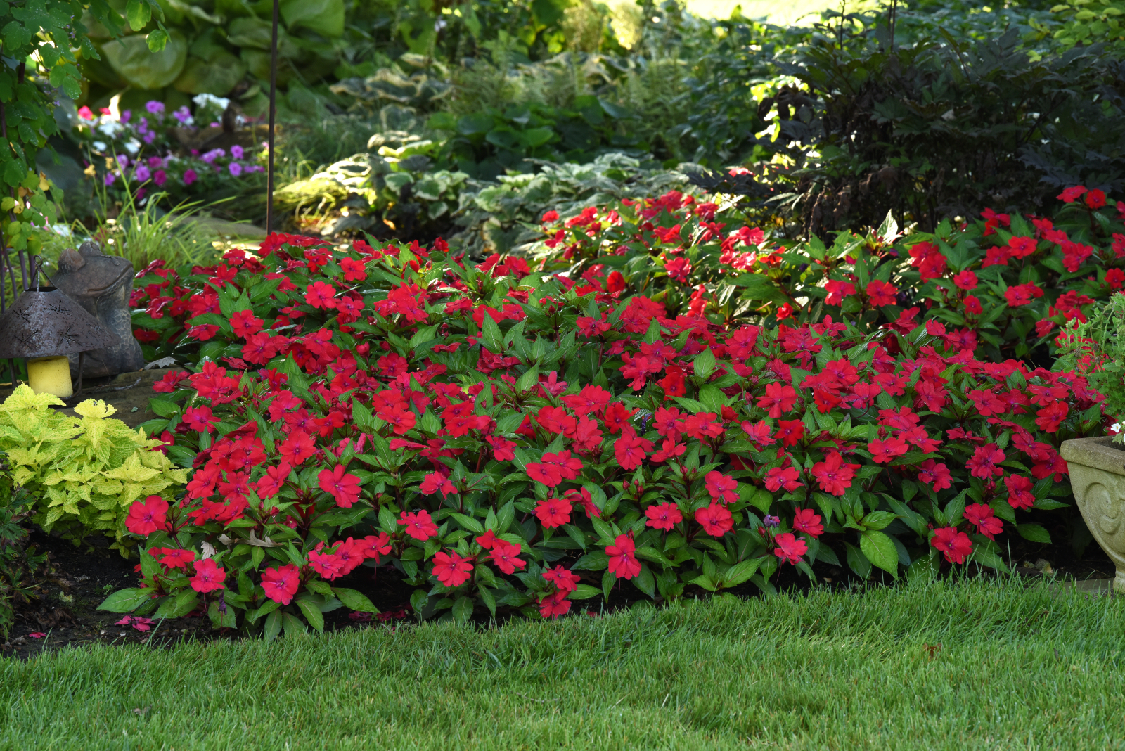 Impatiens Solarscape® XL Red Glow