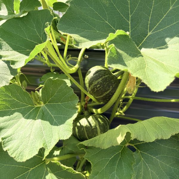 Squash, Sweet Jade