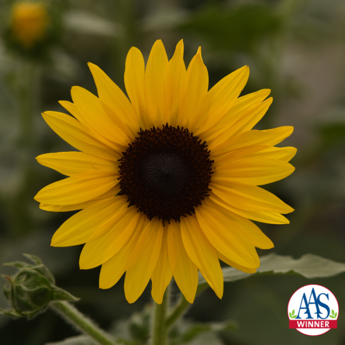 Sunflower Always Sunny F1 Gold