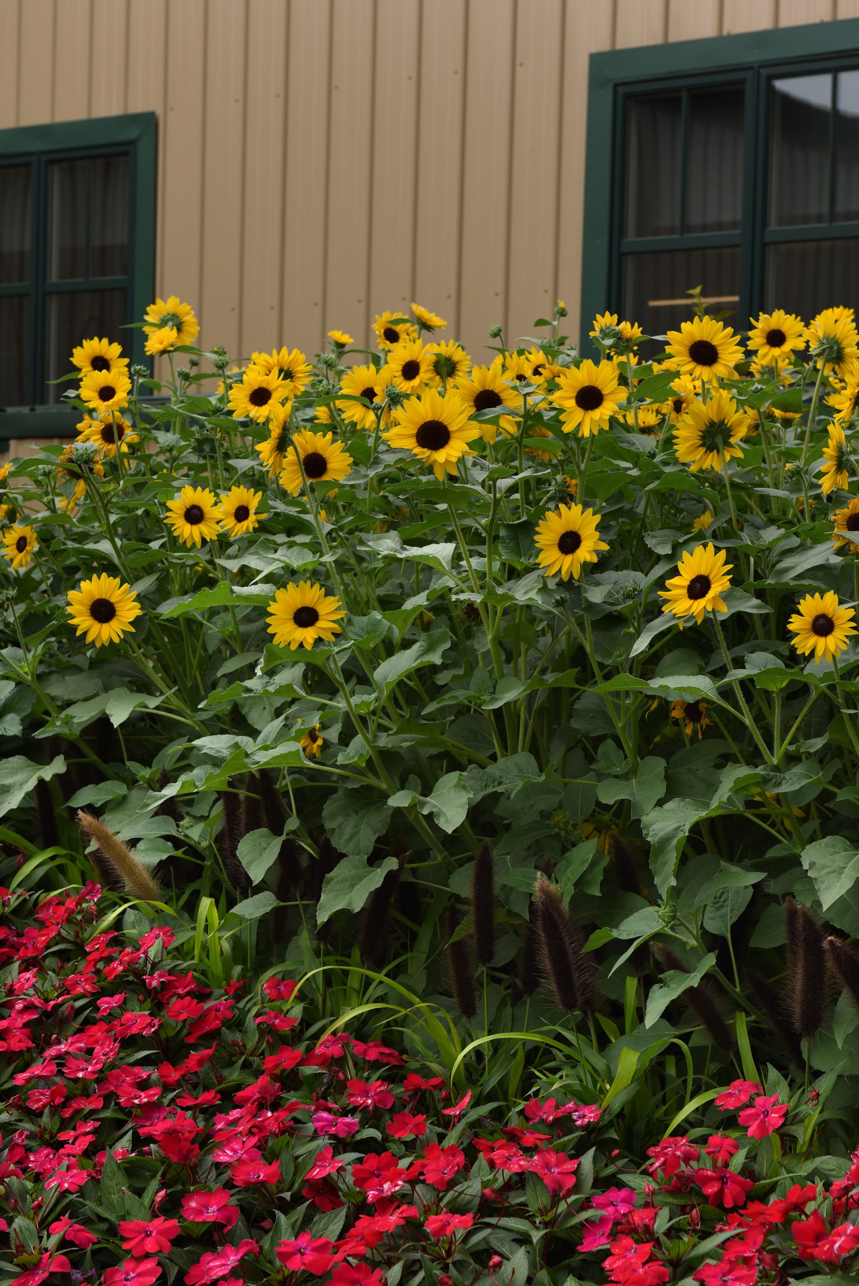 Sunflower Always Sunny F1 Gold