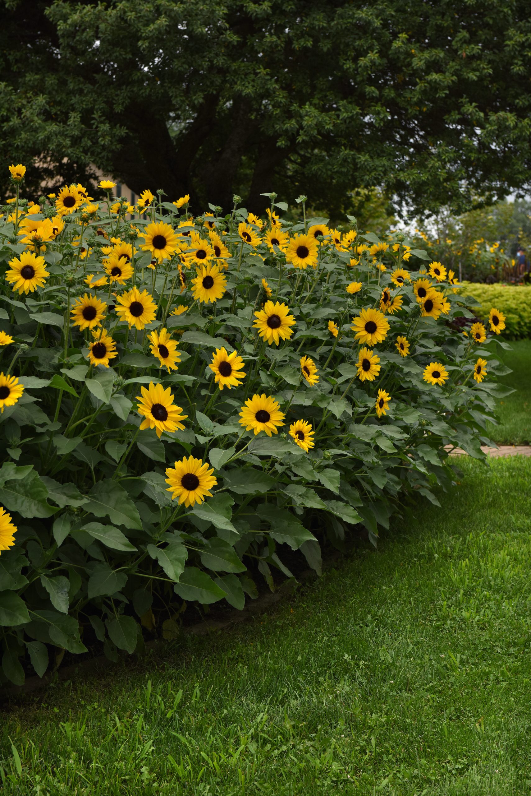 Sunflower Always Sunny F1 Gold
