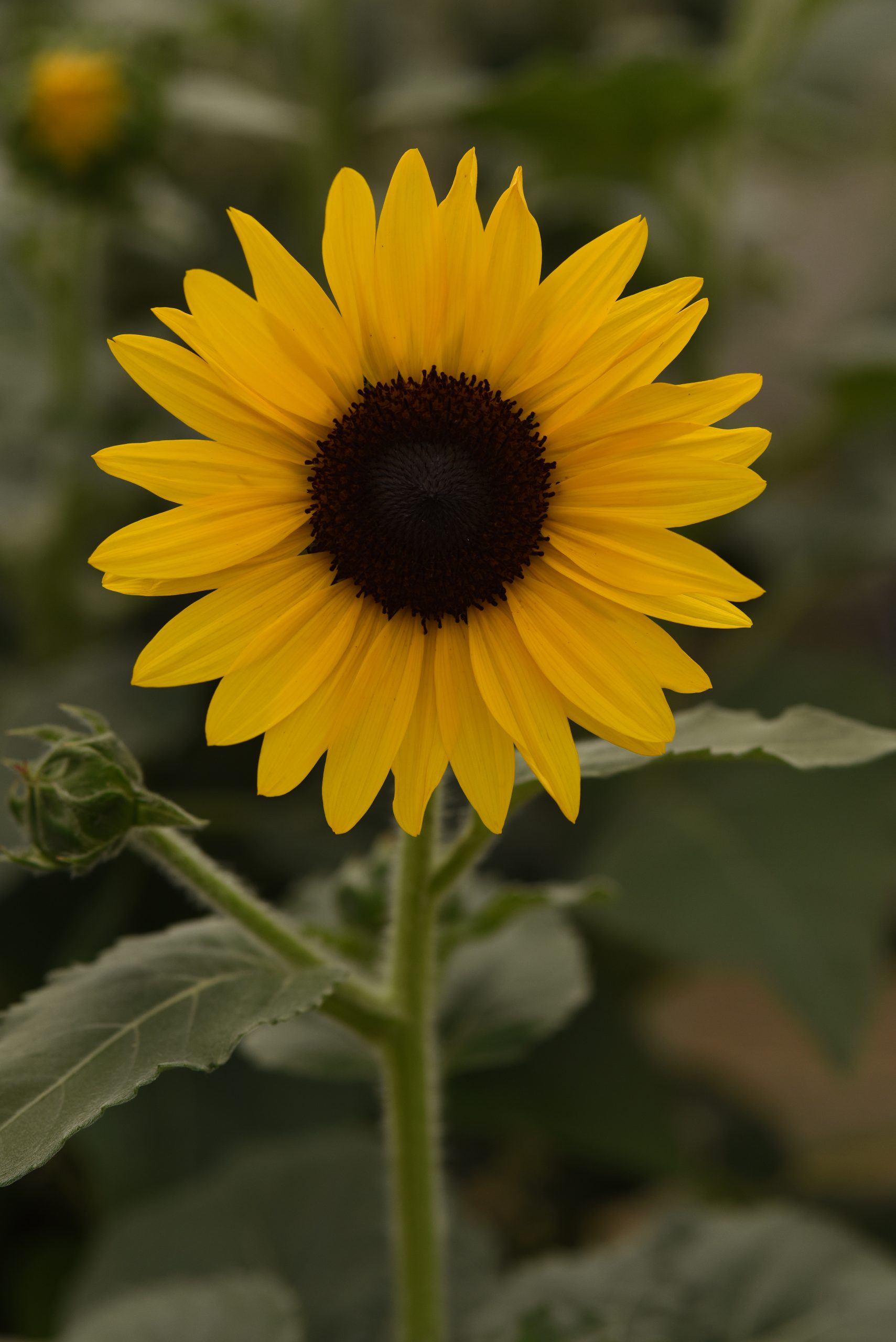 Sunflower Always Sunny F1 Gold
