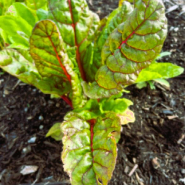 Swiss Chard Bright Lights